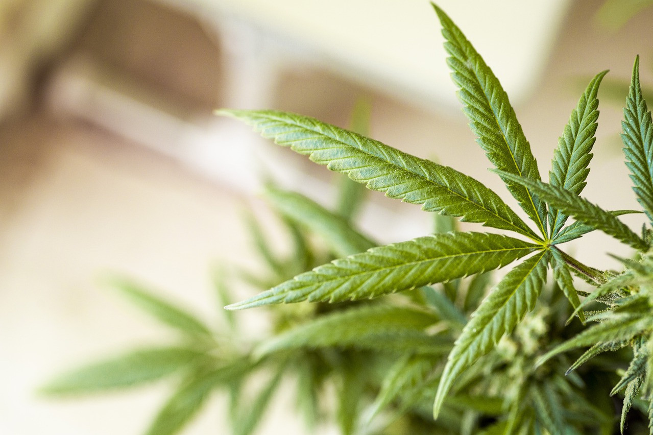 Америка легализовала марихуану почему сколько можно растить кустов конопли