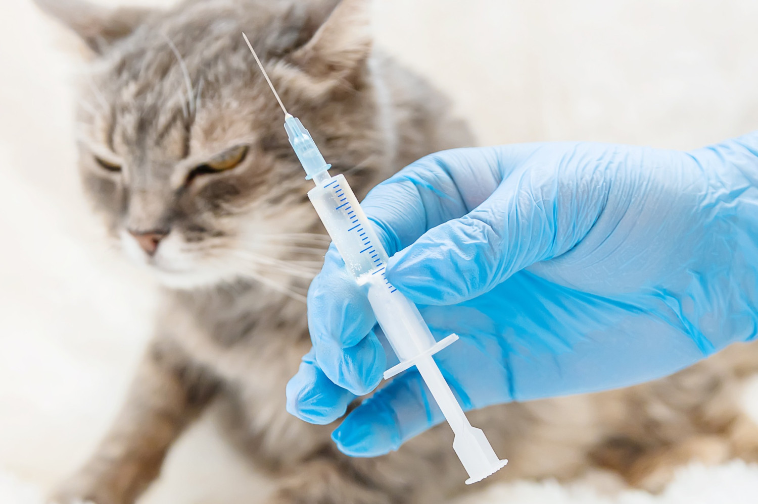 Россия не импортировала вакцины для кошек и собак с сентября 2023 года