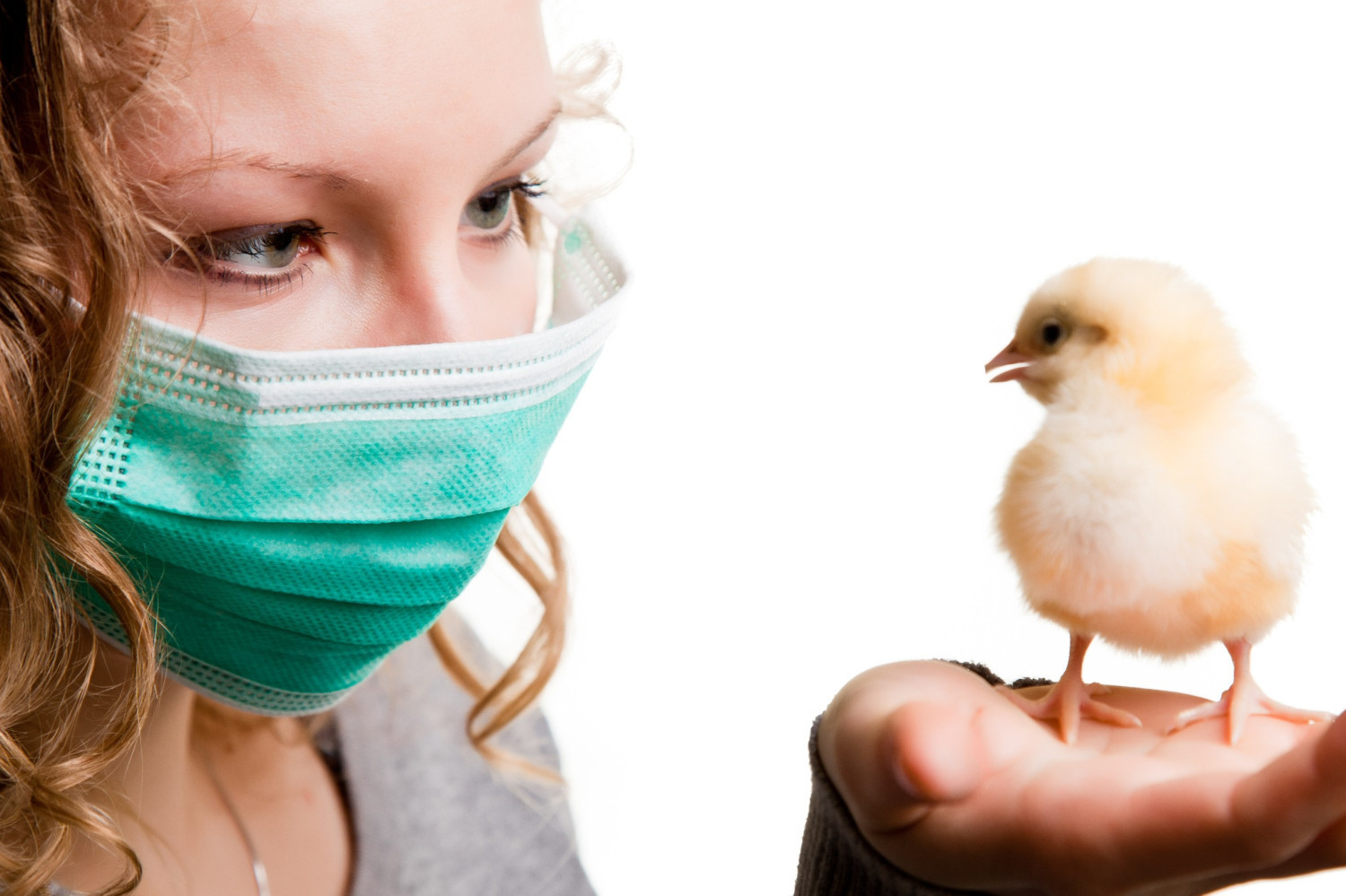 Роспотребнадзор начал разработку вакцины для людей против гриппа птиц