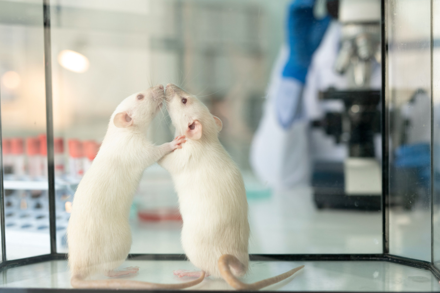 FDA откажется от испытаний препаратов на животных