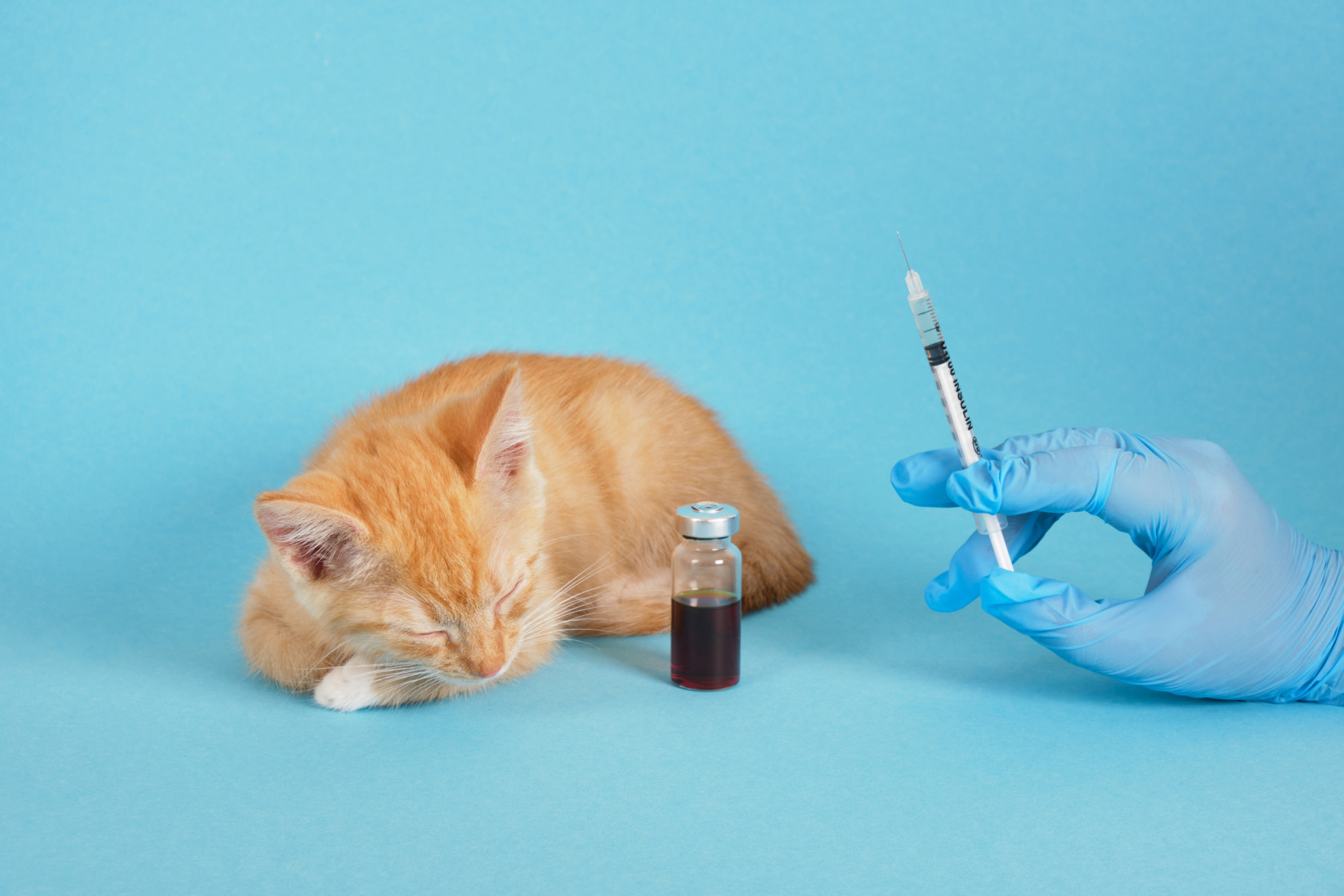 Национальная ветпалата заявила о сокращении поставок ветеринарных вакцин в несколько раз