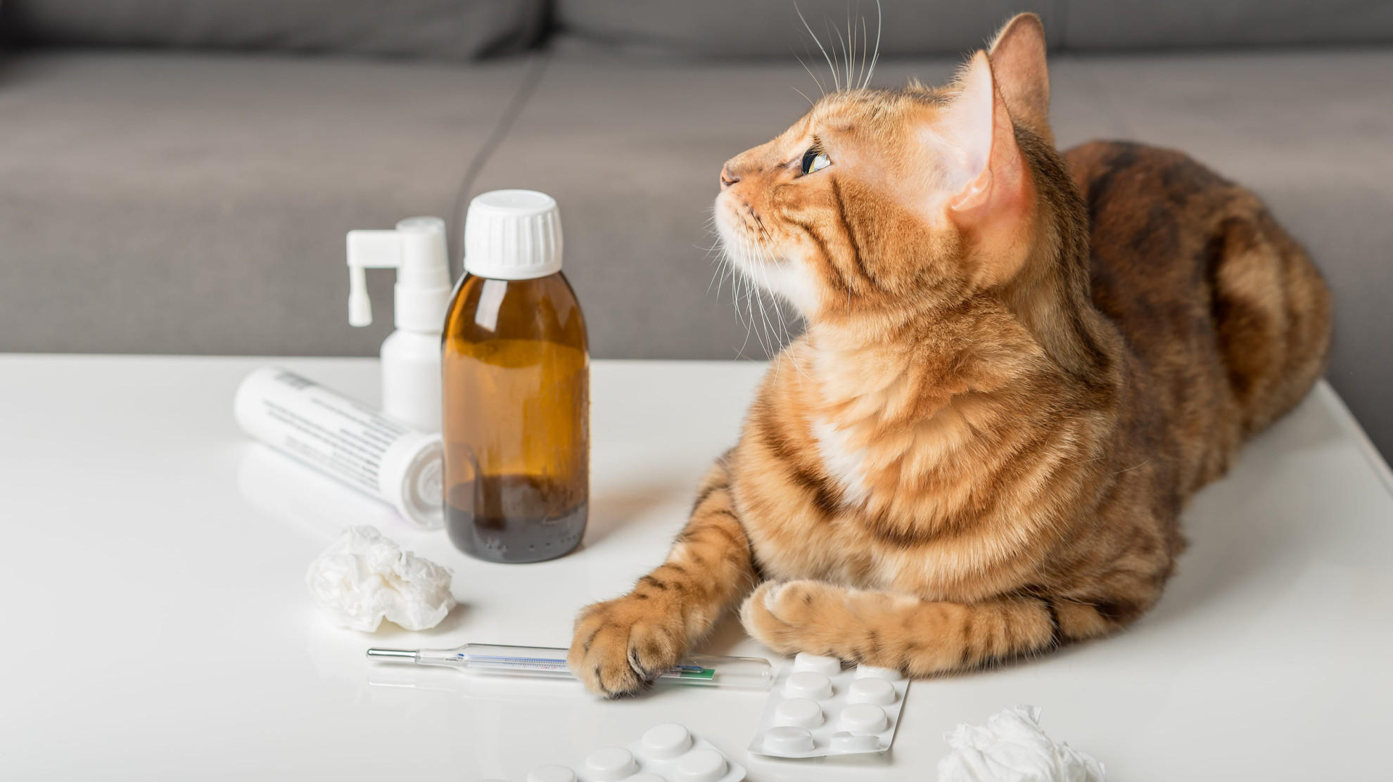 Правительство РФ оптимизировало получение ветаптеками лицензии на фармдеятельность