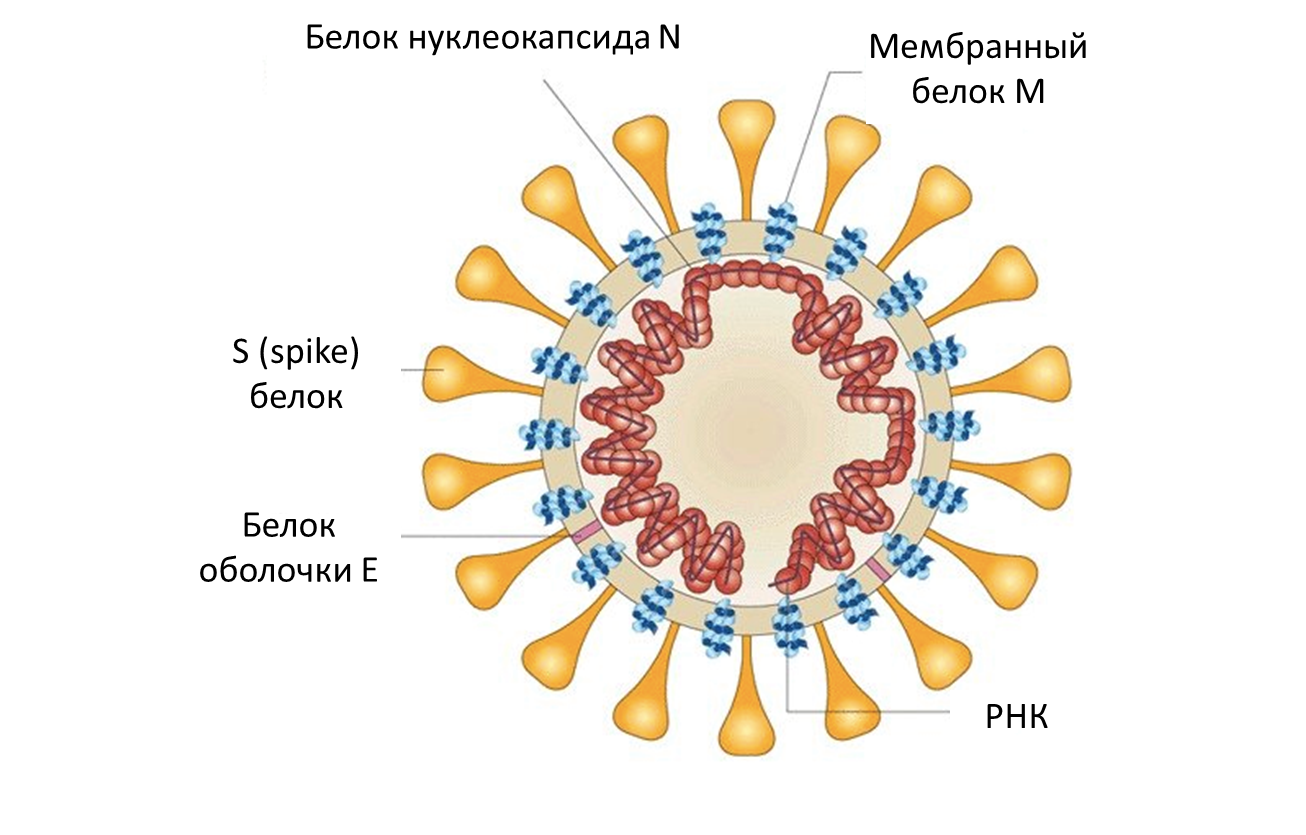 Коронавирус уф. Коронавирус схема строения. Коронавирус 19 строение вируса. Строение коронавируса Covid-19 схема. Коронавирус строение Covid 19.