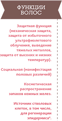 Функции волос. Какие функции выполняют волосы. Какие жизненные функции выполняют волосы. Функции волос на теле.